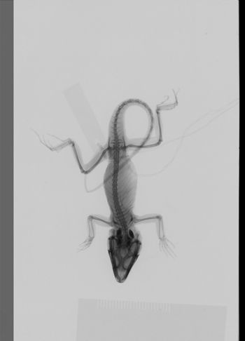 Media type: image;   Herpetology R-189311